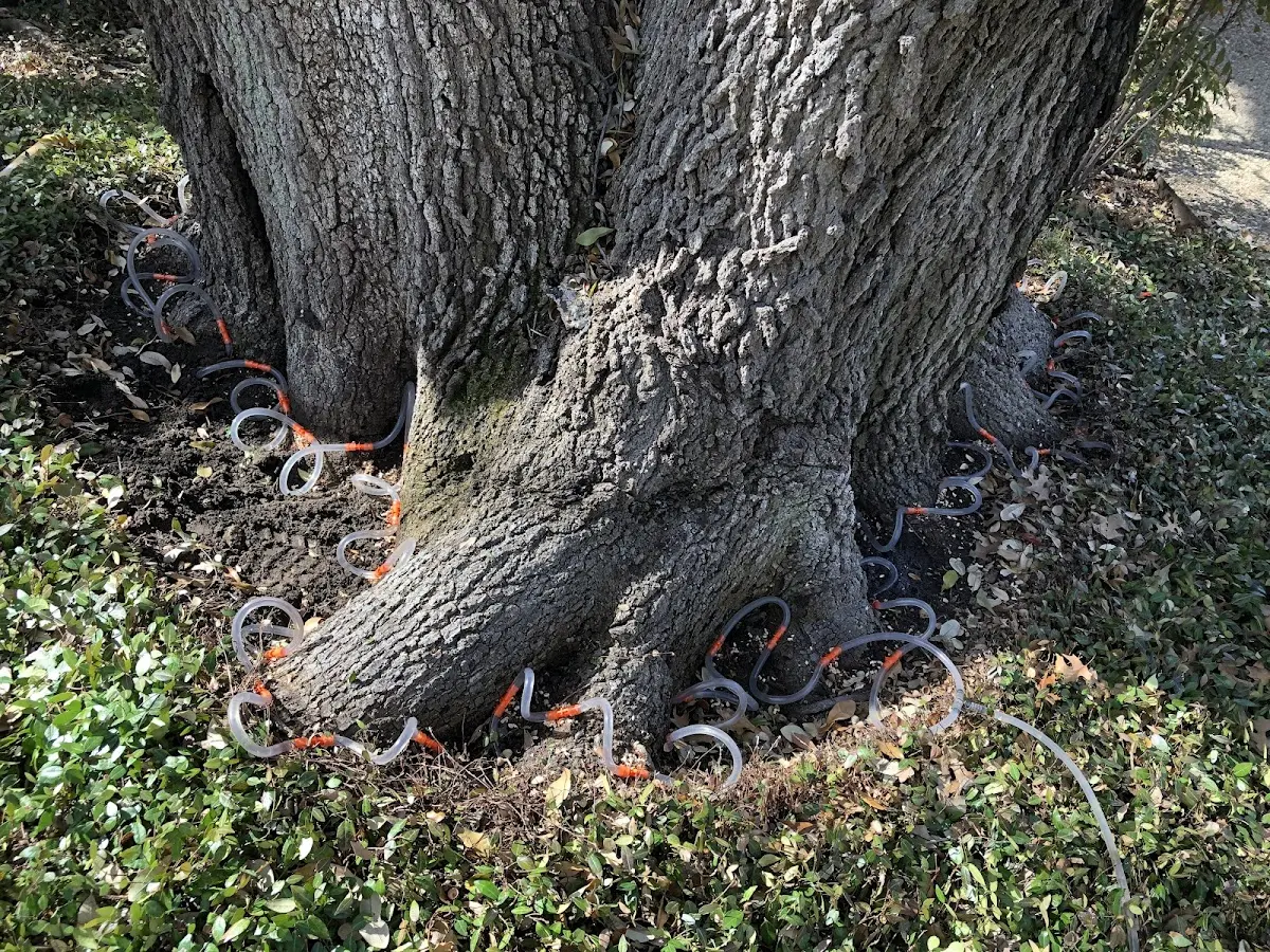 Detailed Tree Cabling and Bracing job site in Nyssa